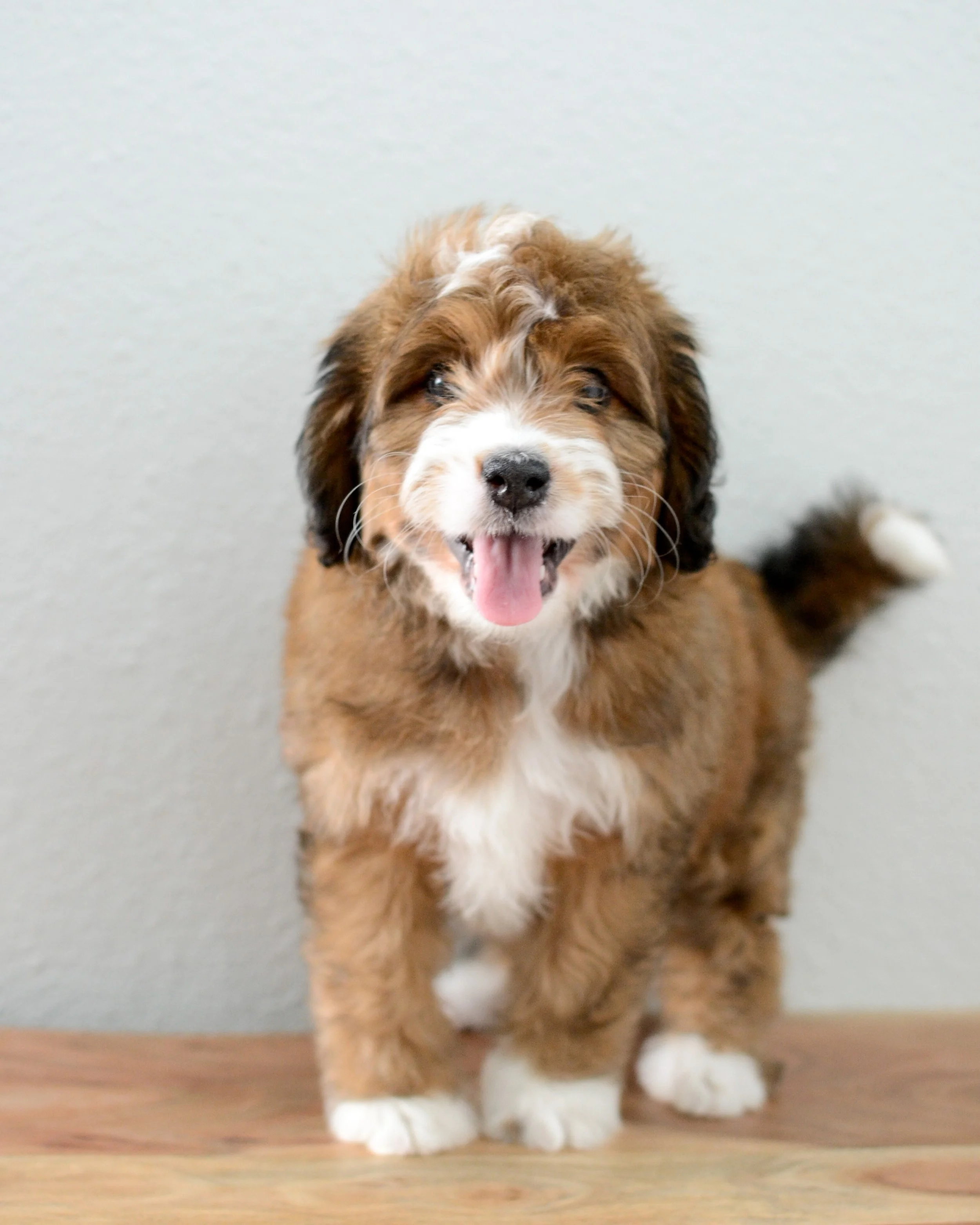 Sable tricolor best sale bernedoodle